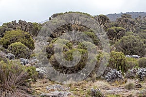 Scenery, native bush and vegetation on the slope of Mount Kilimanjaro