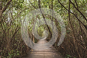 The scenery at the old wooden bridge that stretches in the mangrove forest