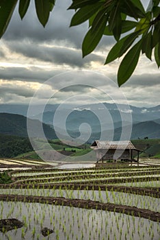 The scenery of Pa Bong Piang terraced rice fields in sunset time in cloudy day at Maecham, Chiang Mai, Thailand