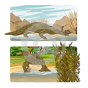 Scenery pack with Nile crocodile Crocodylus niloticus enters the lake.