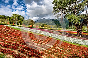 Scenery of Park at Beitou District in Taipei City