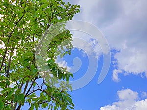 The scenery of the park where the blue sky and green leaves harmonize well