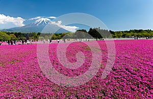 Scenery of pink Shibazakura Moss Phlox flower fields & majestic Mount Fuji with residual snow in background under sunny sky