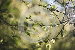 The scenery of plum leaves glowing under sunrise in Ang Khang garden, Chiang Mai, Thailand