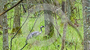 Scenery portrait of the crane bird with background of green forest