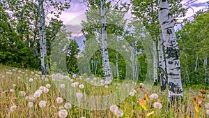 Scenery in Provo with dandelions and quakig aspen
