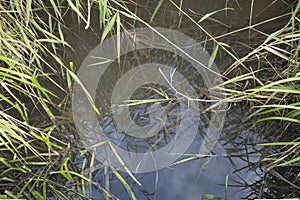 Scenery with quiet lake with reeds