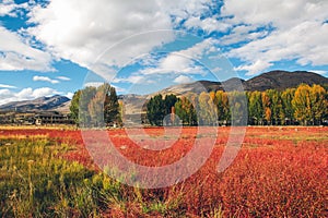 Scenery of Red Grassland in Daocheng, Sichuan, China