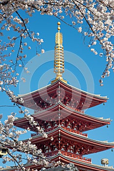 The scenery of red pagoda in Sensoji or Asakusa temple with blooming sakura in Tokyo, Japan