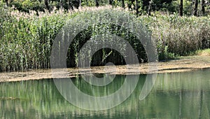 The scenery of the reeds on the outskirts of early autumn