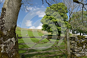 Scenery in Ribblesdale near Winterscale Beck in Yorkshire Dales