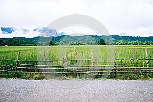 Rice field, mountain and bamboo wall in foggy day