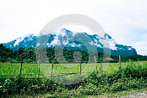 Rice field, mountain and bamboo wall in foggy day