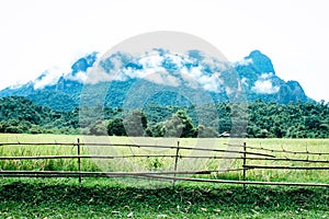 Rice field, mountain and barbed wire wall in sunny day