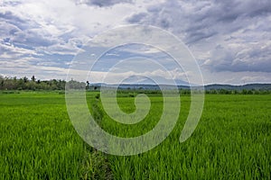 Scenery of rice field under the dramatic cludy sky in the morning