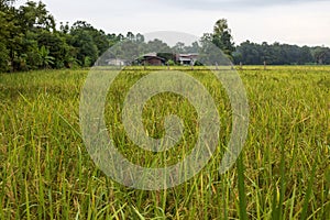 Scenery of rice fields filled with rich, golden-yellow rice stalks near groves of trees