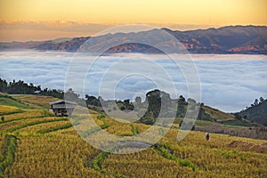 Scenery of Rice fields on terraced of Ban Pa Pong Piang