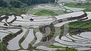 Scenery of rice terraces