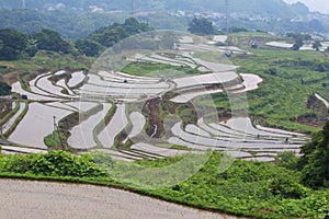 Scenery of rice terraces