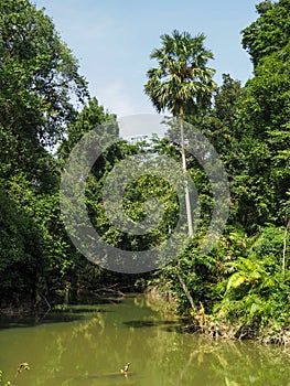 The scenery of the river, the rainforest, consists of rivers, trees, coconut trees