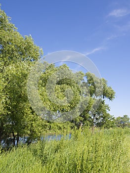 Scenery of a riverside in spring