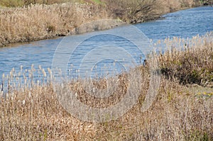 Scenery of a riverside of winter