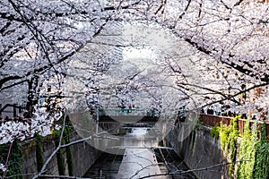 Scenery of Sakura in March 2021 in Naka Meguro Area