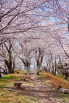 Scenery of Sakura in March 2021 in Oka Castle Ruin Park