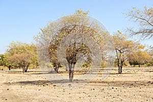 Scenery of Savanna on Doro Ncanga