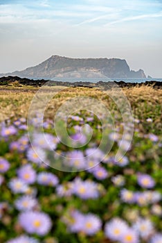 Scenery of Seongsan Ilchubong inactive volcano with blurly purple flowers foreground at Jeju island, South Korea