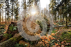 Scenery shot of a storm damaged forest, broken trees after hurricane in germany