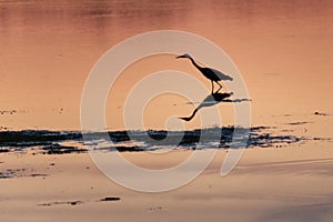 Scenery of a Silhouette of a heron  walking at the lake shore