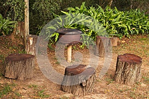 Scenery of stumps in the middle of a beautiful green forest
