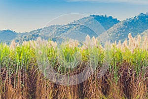 Scenery of Sugar-cane flower to the breeze just prior to harvest