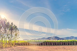 Scenery of Sugar-cane flower to the breeze just prior to harvest