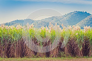 Scenery of Sugar-cane flower to the breeze just prior to harvest