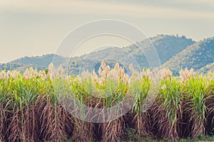 Scenery of Sugar-cane flower to the breeze just prior to harvest