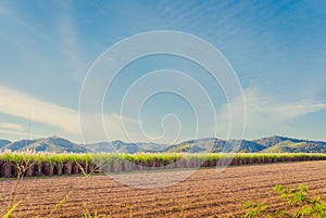 Scenery of Sugar-cane flower to the breeze just prior to harvest