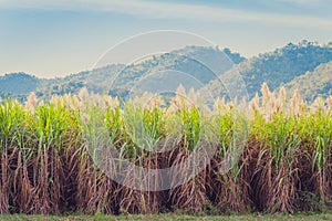 Scenery of Sugar-cane flower to the breeze just prior to harvest