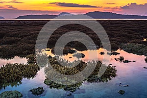 Scenery sunrise above coral forest in Rawai sea Phuket island