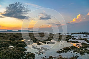 Scenery sunrise above coral forest in Rawai sea Phuket island