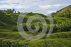 Scenery of the tea plantation