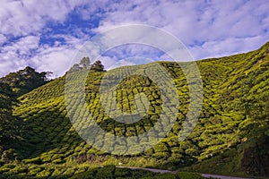 Scenery of the tea plantation