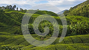 Scenery of the tea plantation