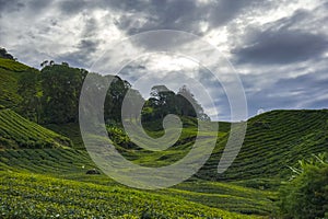 Scenery of the tea plantation