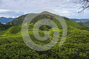 Scenery of the tea plantation