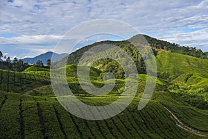 Scenery of the tea plantation with green leaf covered the hillside