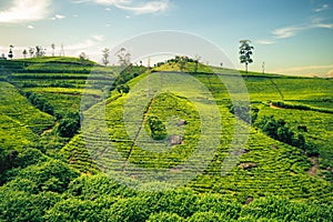 Scenery of tea plantation in Haputale