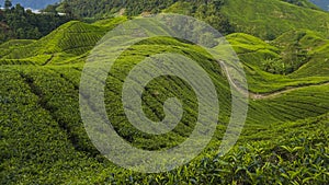 Scenery of the tea plantation on the hillside