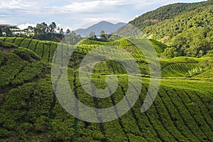 Scenery of the tea plantation on the hillside